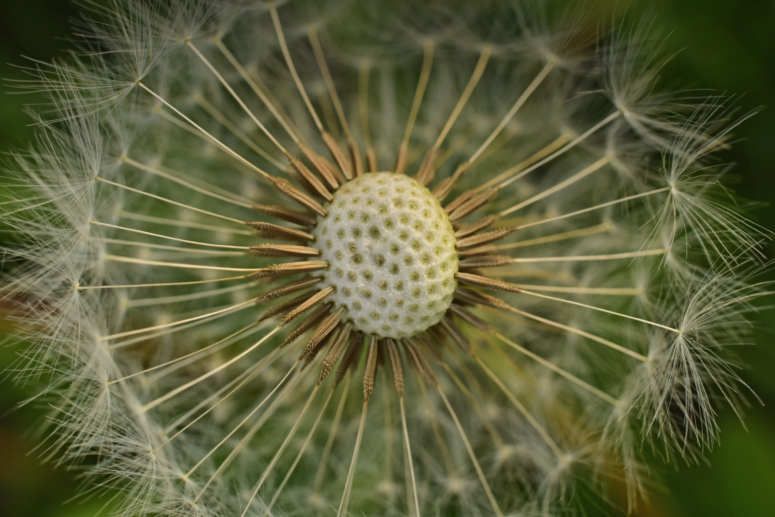 Detailed macro shot of a dandelion seed head in a meadow, showcasing its fragile beauty.