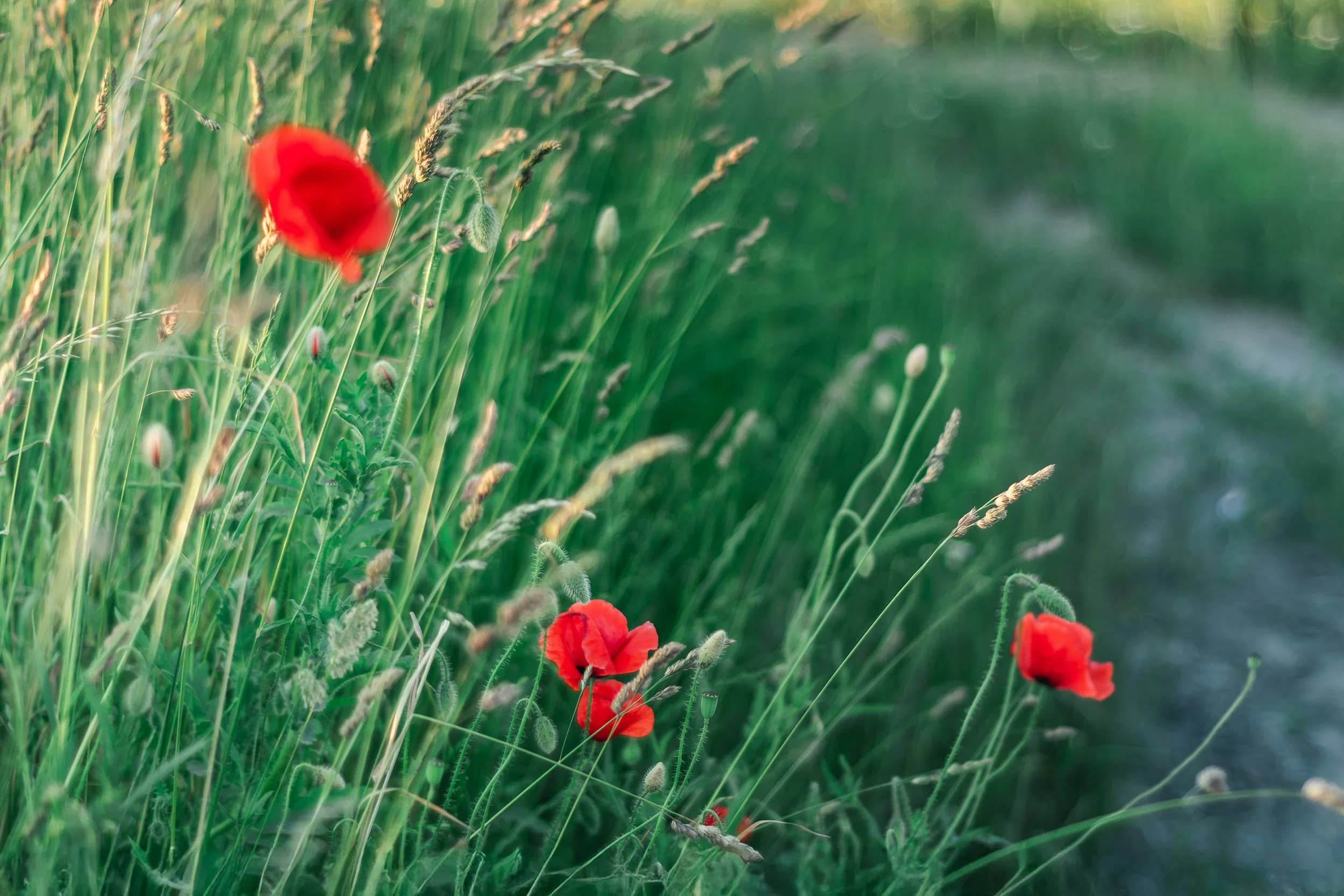 Vibrant red poppies bloom in a lush green meadow during a warm summer day.