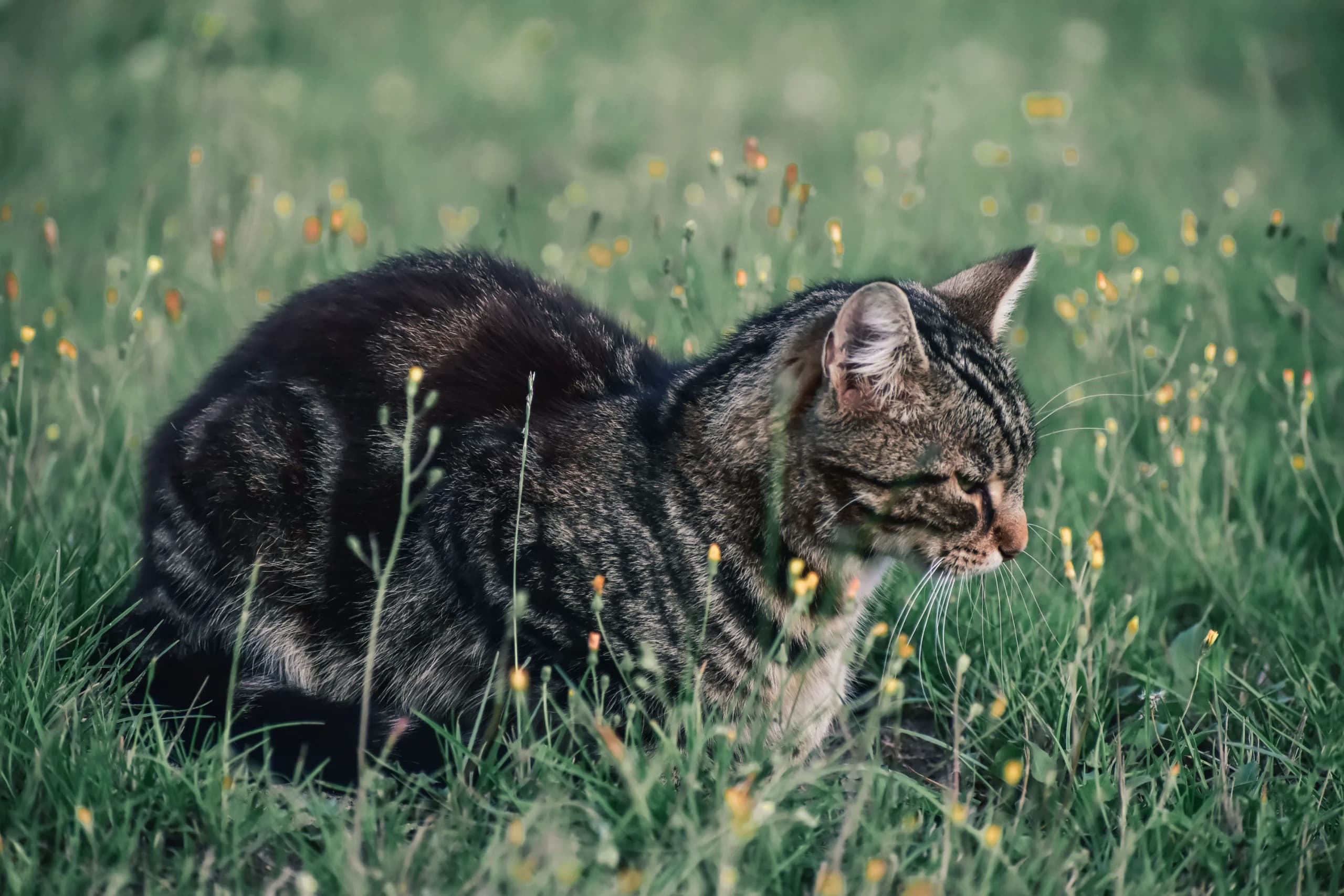 A close-up of a tabby cat lying in a spring meadow, surrounded by vibrant wildflowers.