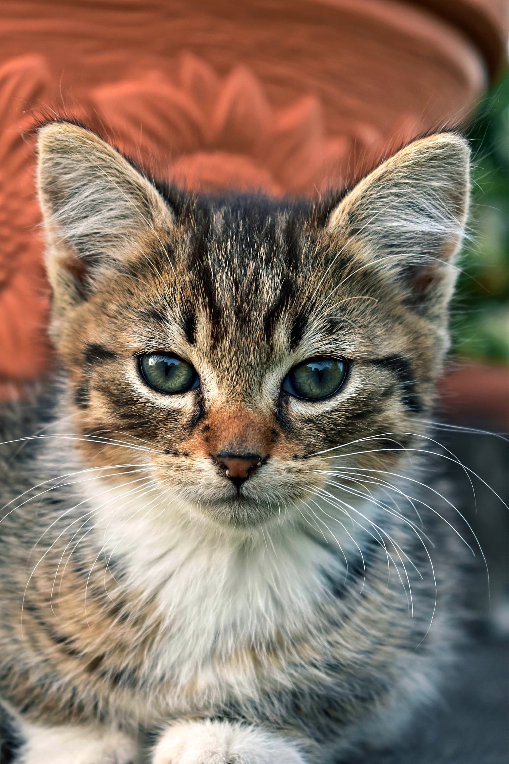 A close-up of a cute kitten with striking green eyes, perfect for pet lovers.