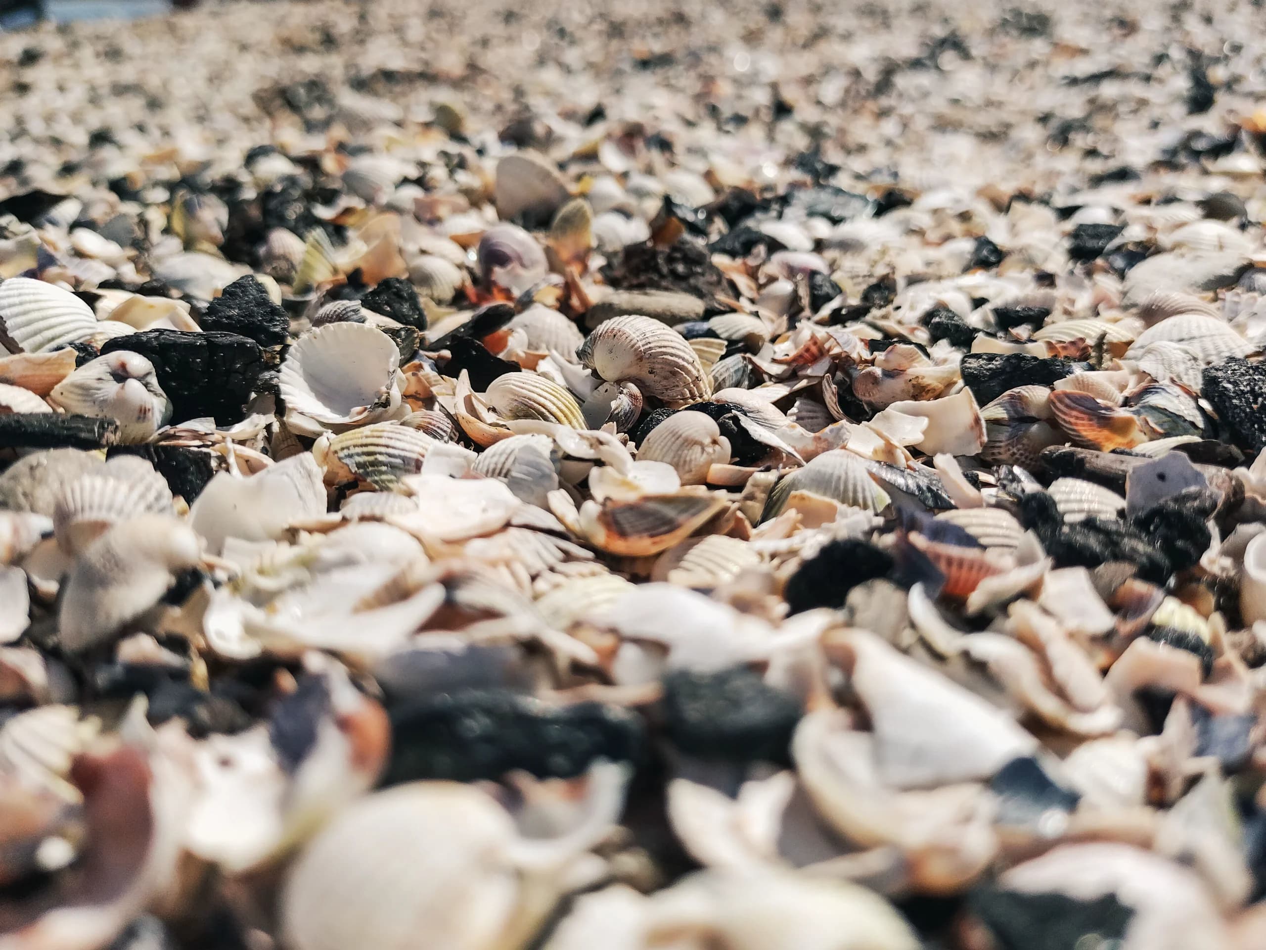 shells on the beach